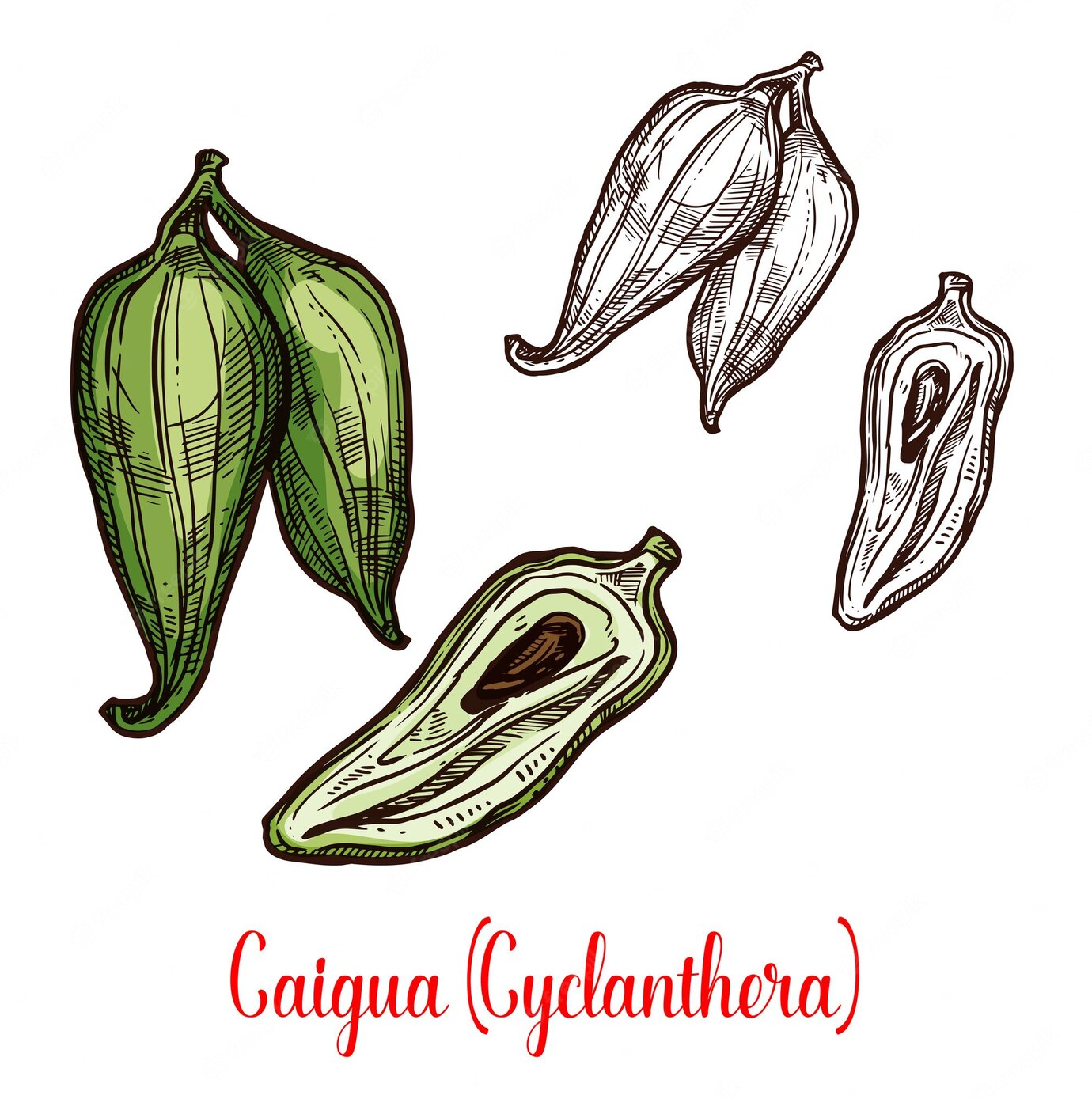 cyclanthera